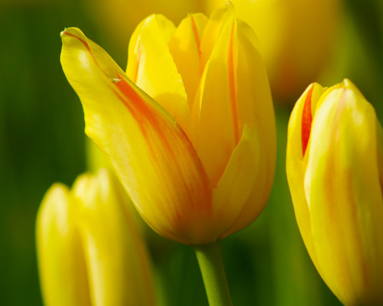 Čerstvé a barevné tulipány květinové HD tapety na plochu #13 - 1280x1024