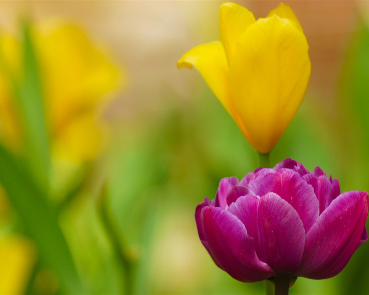 Fonds d'écran HD tulipes fleurs fraîches et colorées #15 - 1280x1024