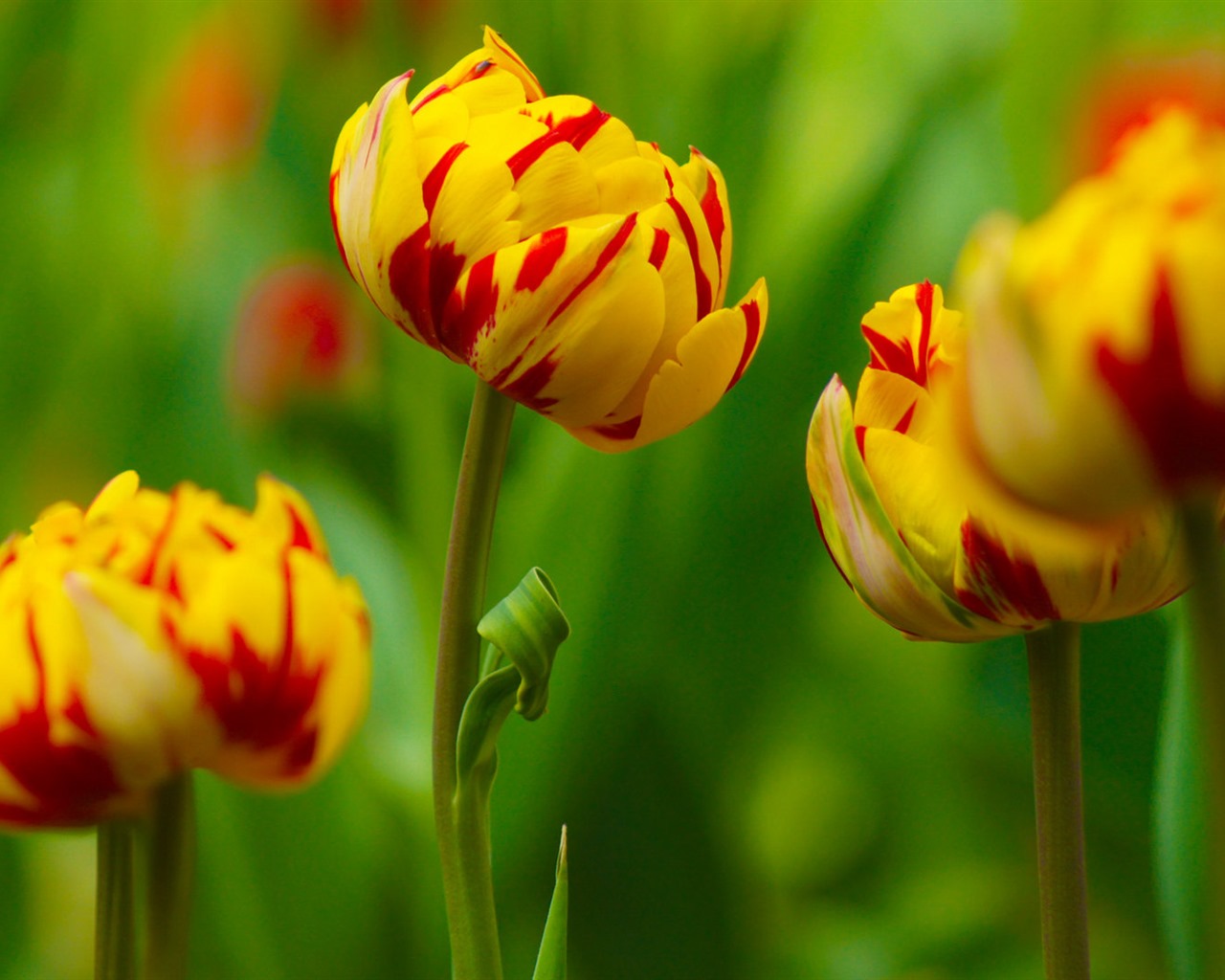 Fonds d'écran HD tulipes fleurs fraîches et colorées #16 - 1280x1024