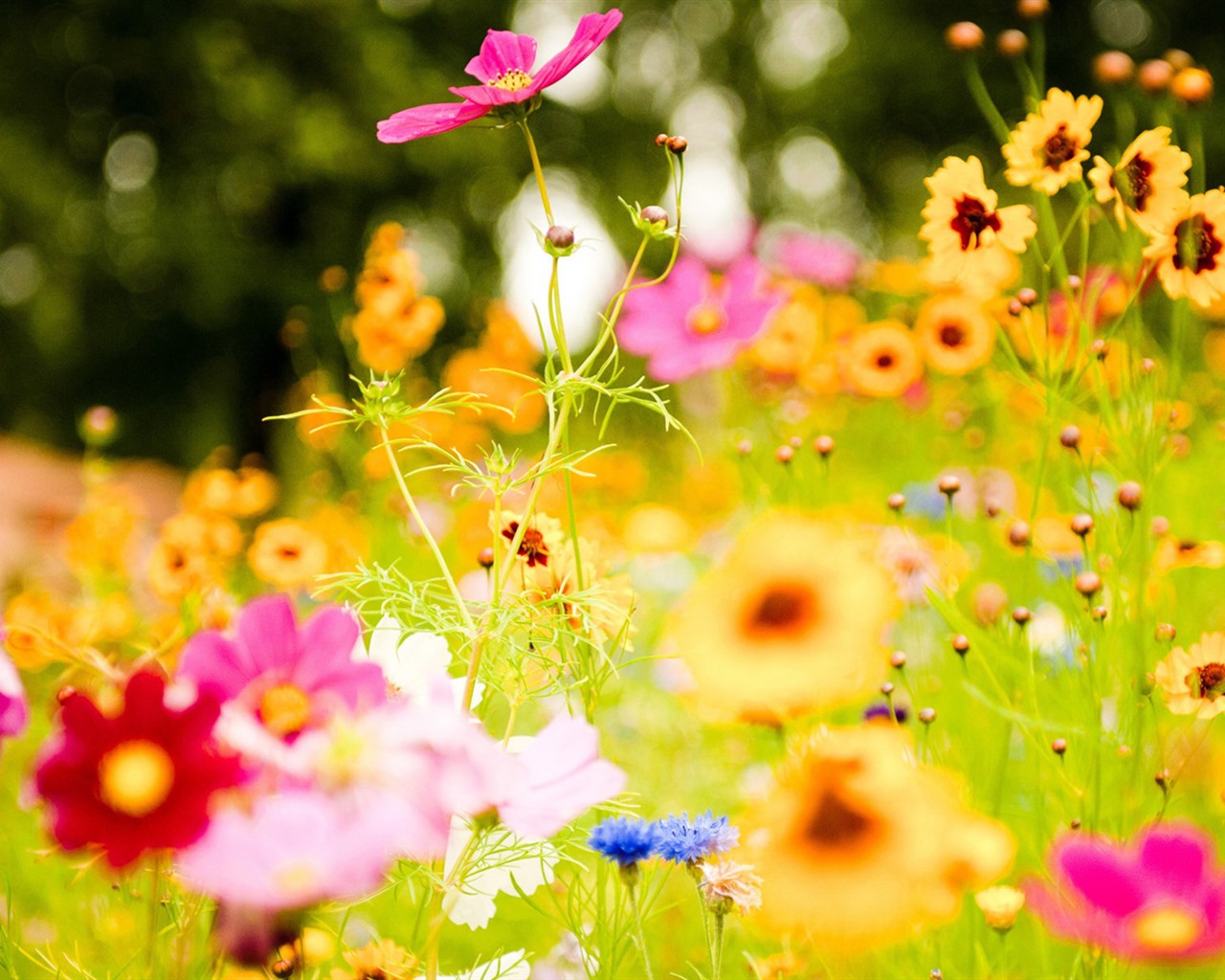 Свежие цветы и растения весной тематические обои #6 - 1280x1024