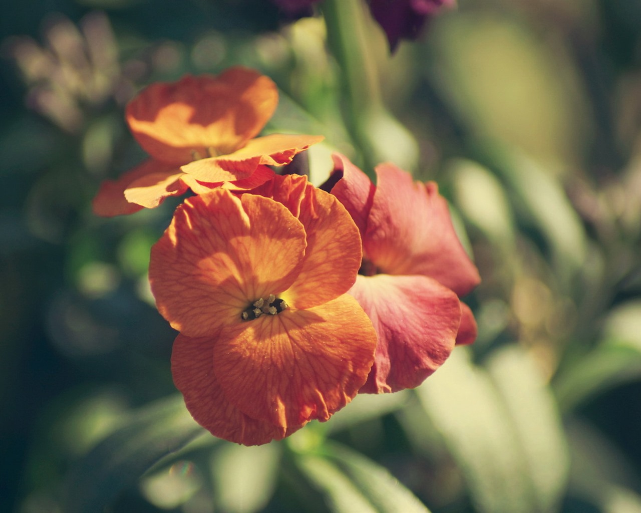 신선한 꽃과 식물을 테마로 바탕 화면을 봄 #8 - 1280x1024
