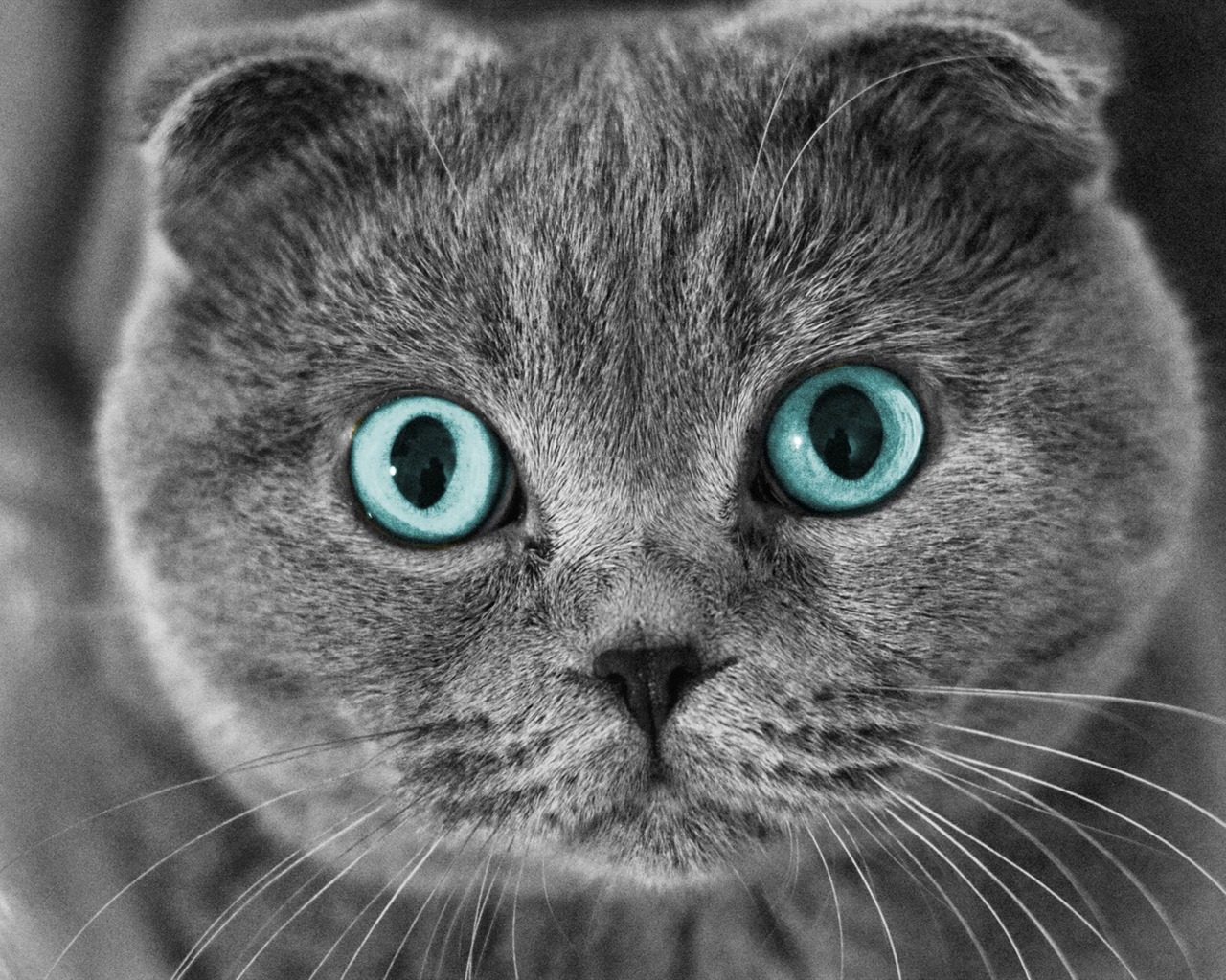 귀여운 애완 동물, 스코틀랜드 배 고양이의 HD 배경 화면 #1 - 1280x1024