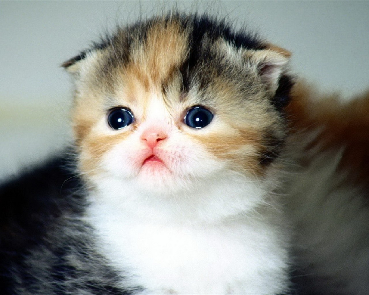 Cute pets, Scottish Fold cat HD wallpapers #8 - 1280x1024