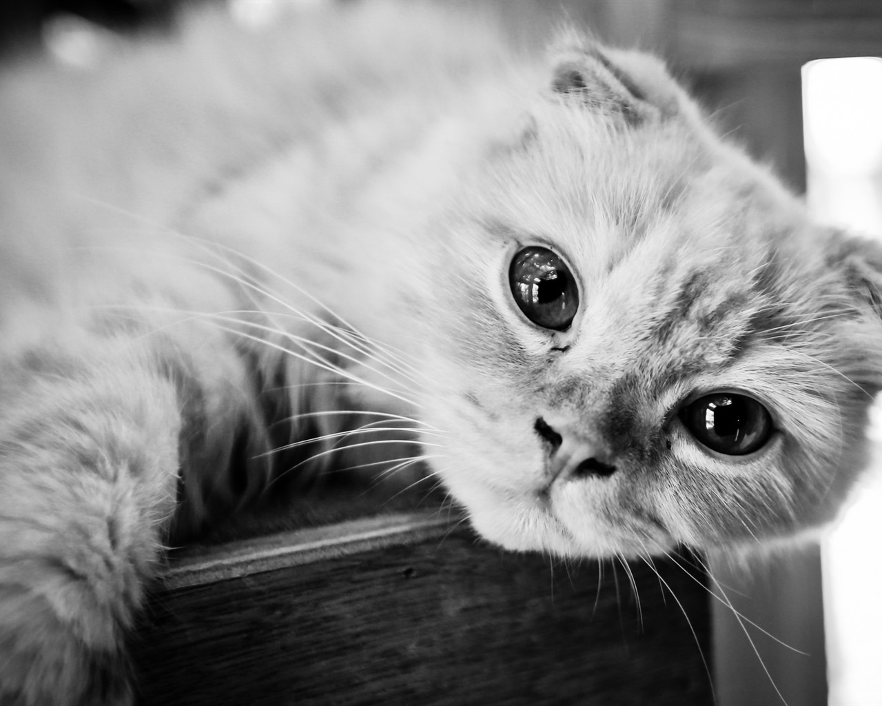 Cute pets, Scottish Fold cat HD wallpapers #10 - 1280x1024