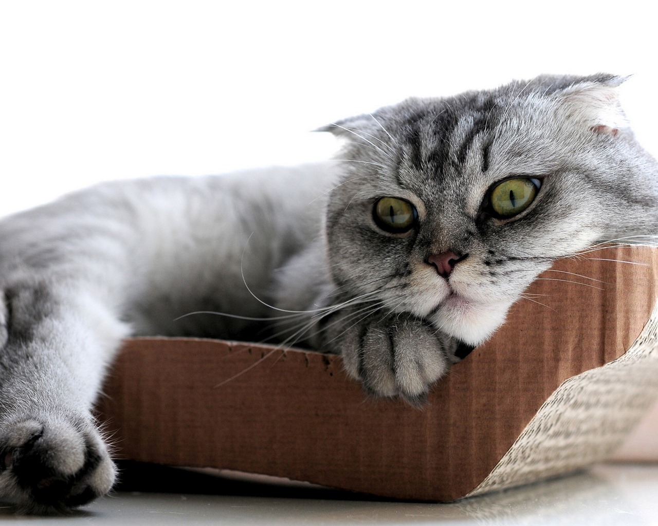 Cute pets, Scottish Fold cat HD wallpapers #11 - 1280x1024