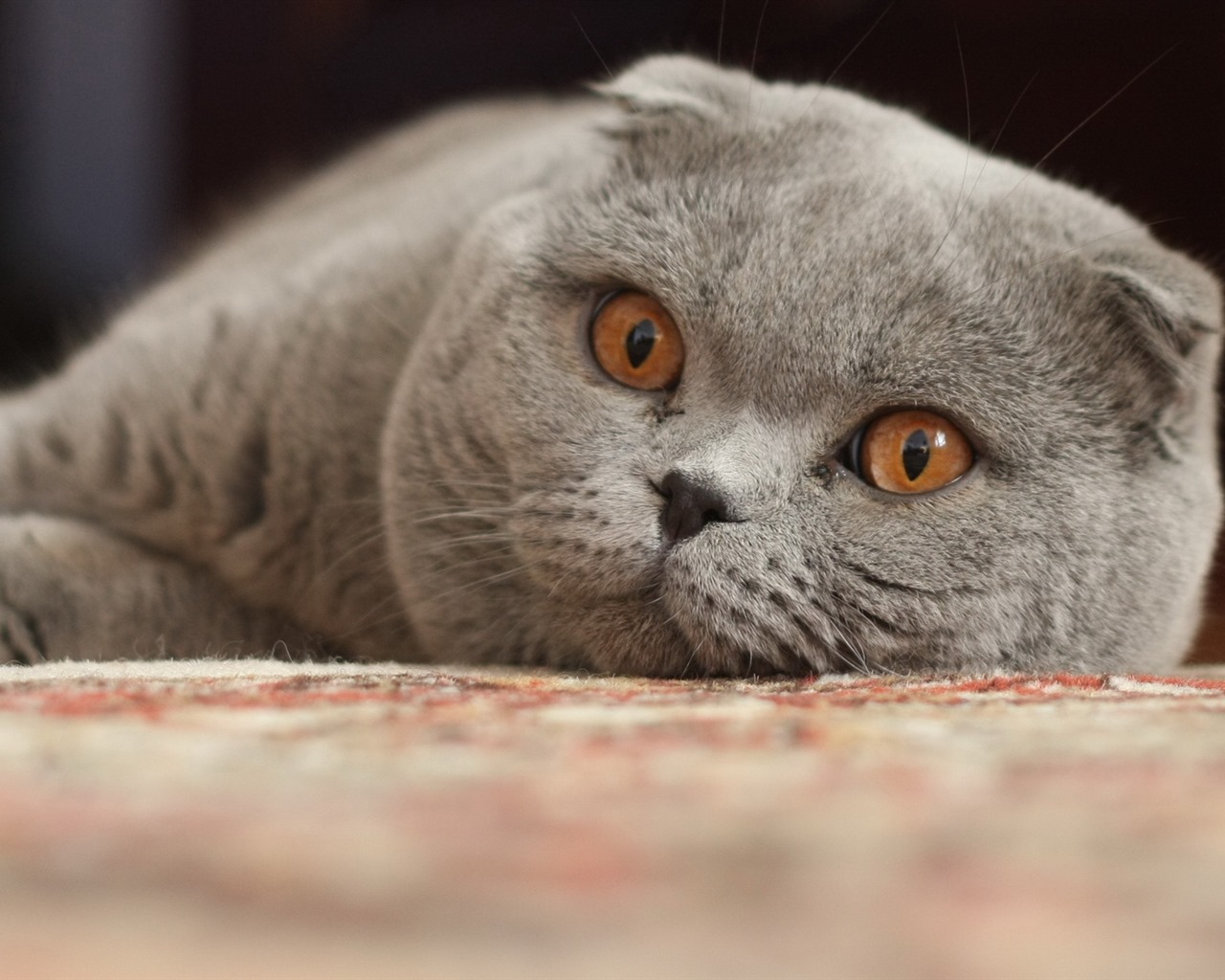 Cute pets, Scottish Fold cat HD wallpapers #13 - 1280x1024