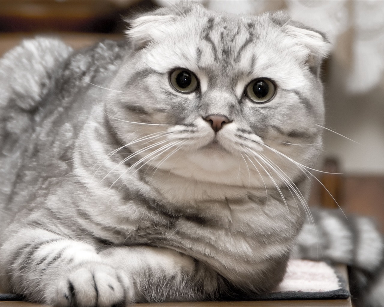 Cute pets, Scottish Fold cat HD wallpapers #14 - 1280x1024