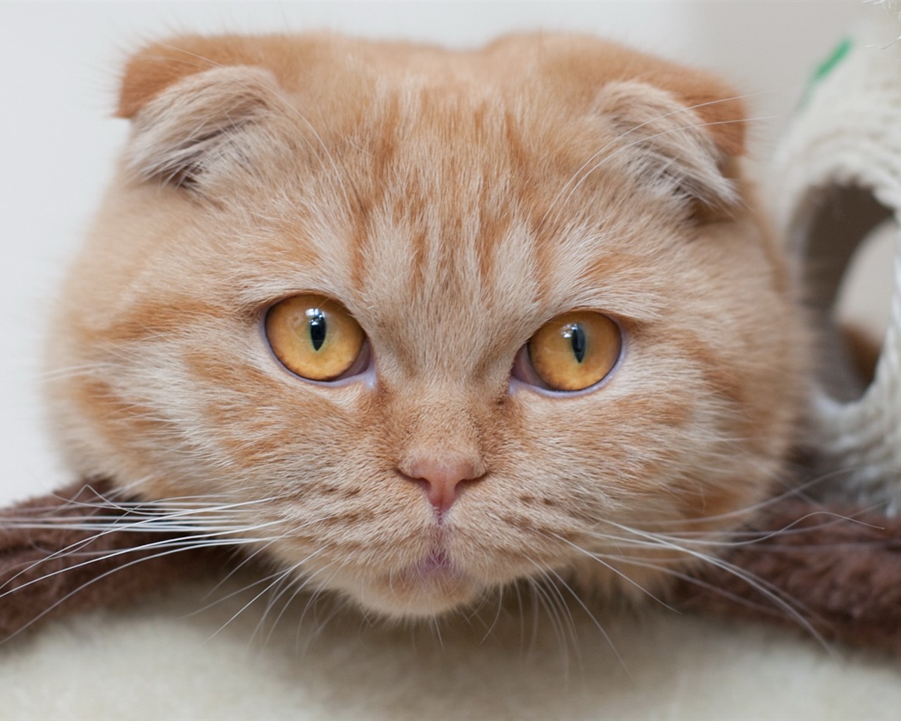 Cute pets, Scottish Fold cat HD wallpapers #15 - 1280x1024