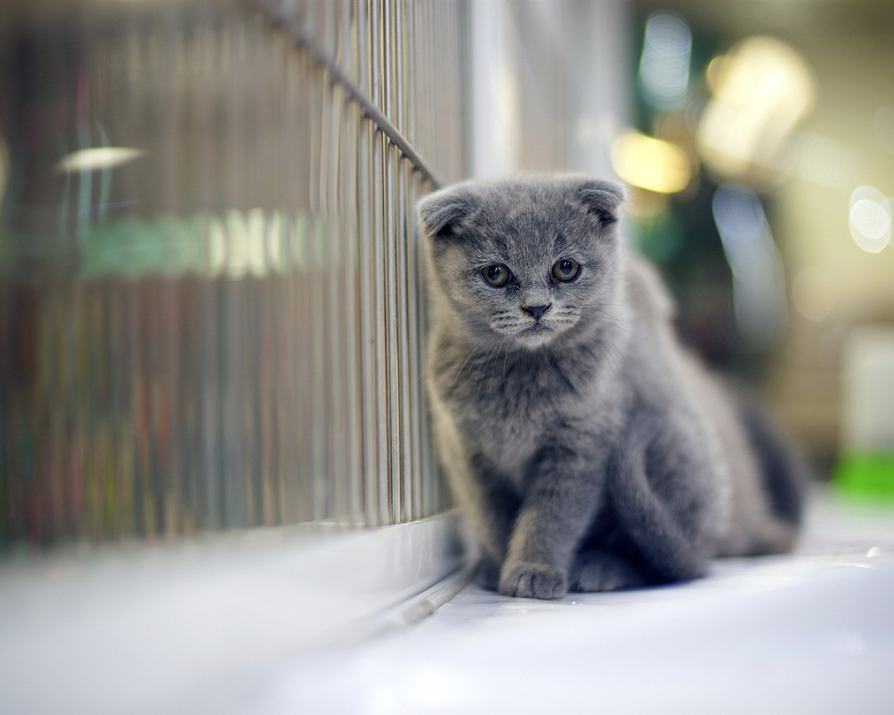 Cute pets, Scottish Fold cat HD wallpapers #16 - 1280x1024