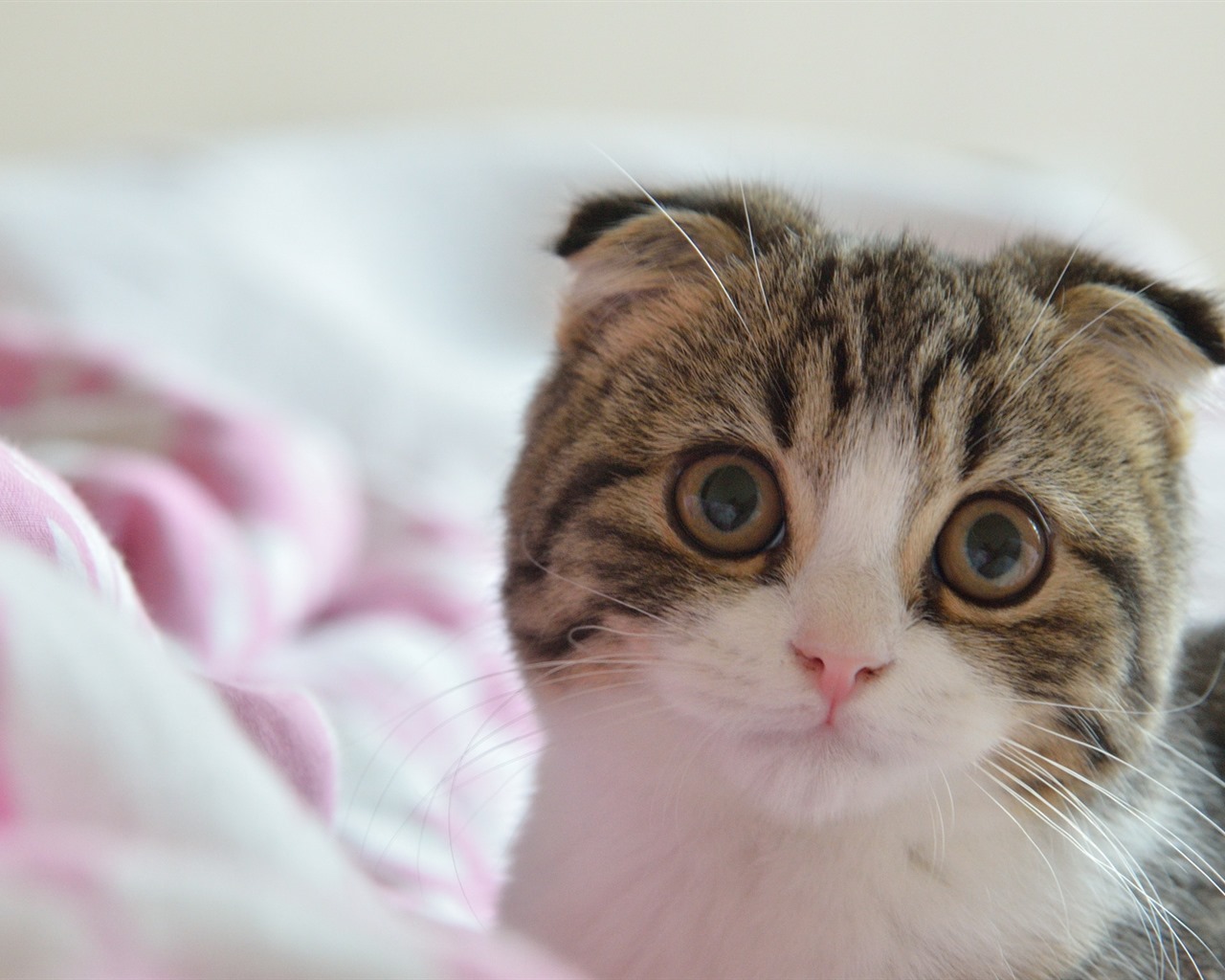 Cute pets, Scottish Fold cat HD wallpapers #17 - 1280x1024