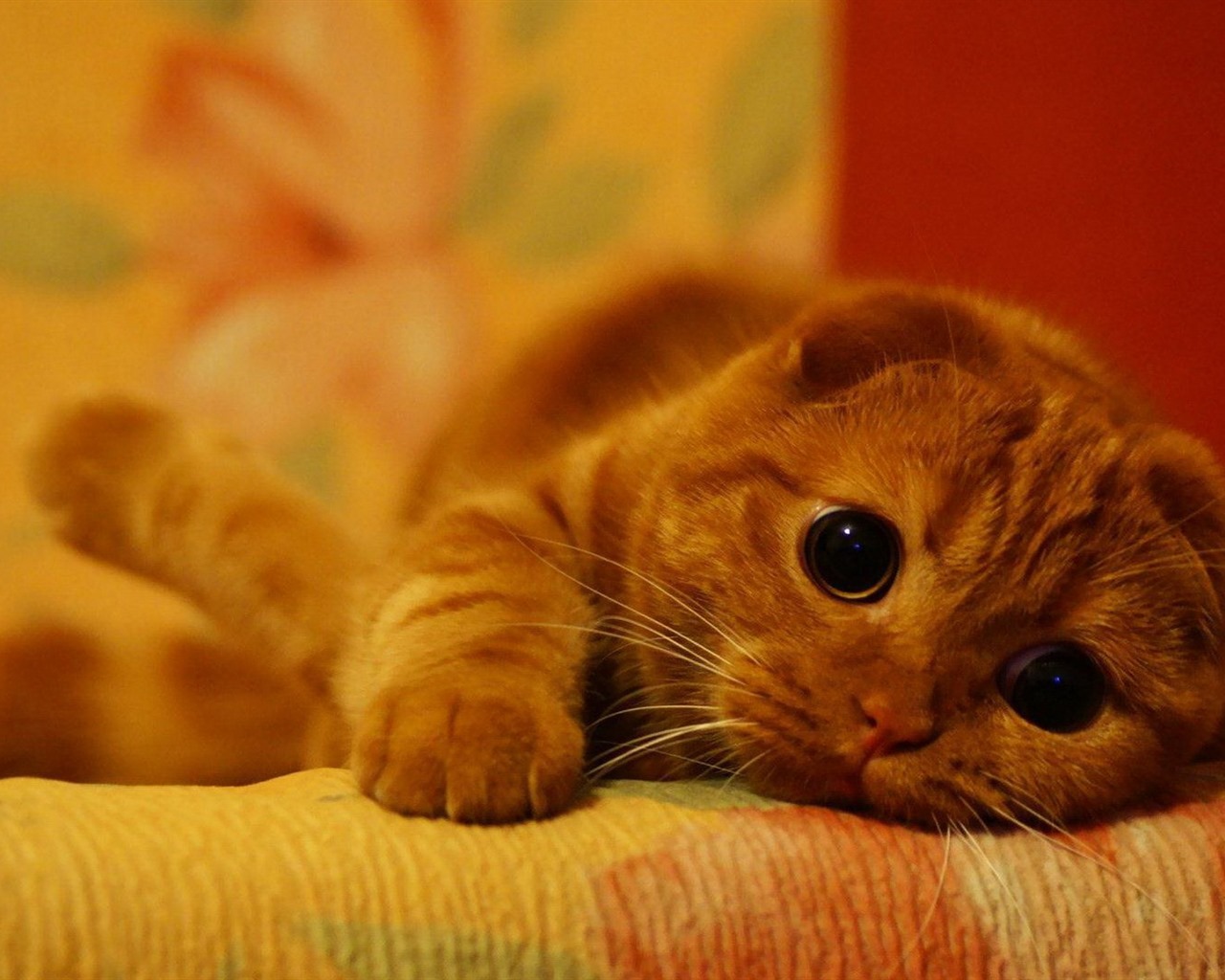 Cute pets, Scottish Fold cat HD wallpapers #18 - 1280x1024