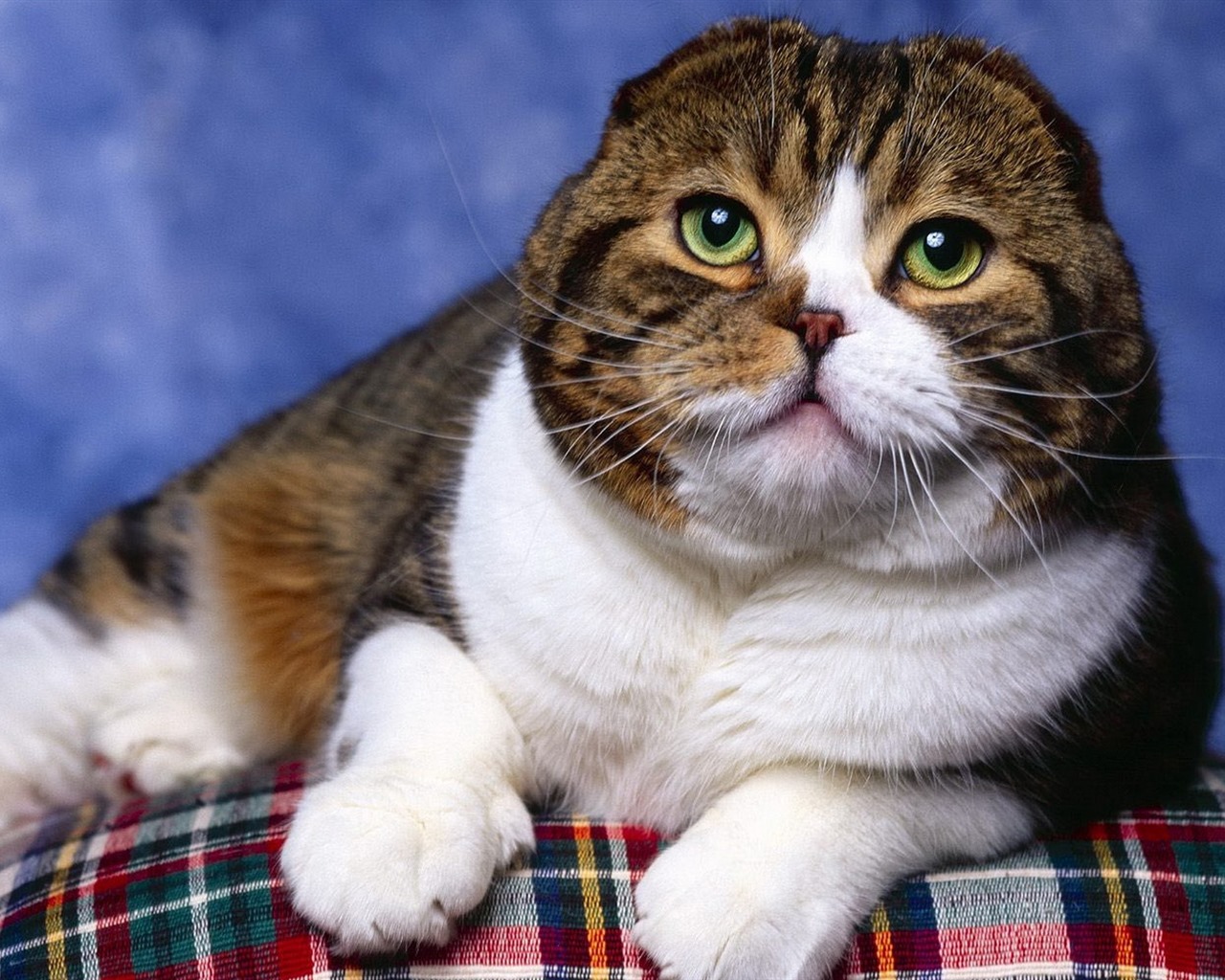 Roztomilé domácí zvířata, Scottish Fold kočka HD tapety na plochu #27 - 1280x1024