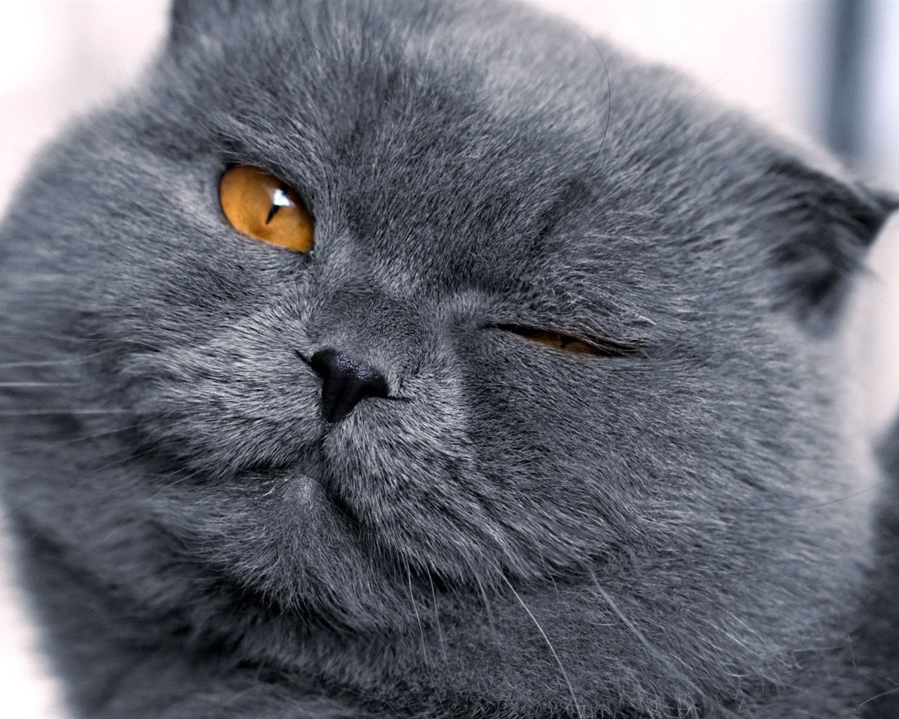 tiernas mascotas, fondos de pantalla HD escoceses plegable el gato #37 - 1280x1024