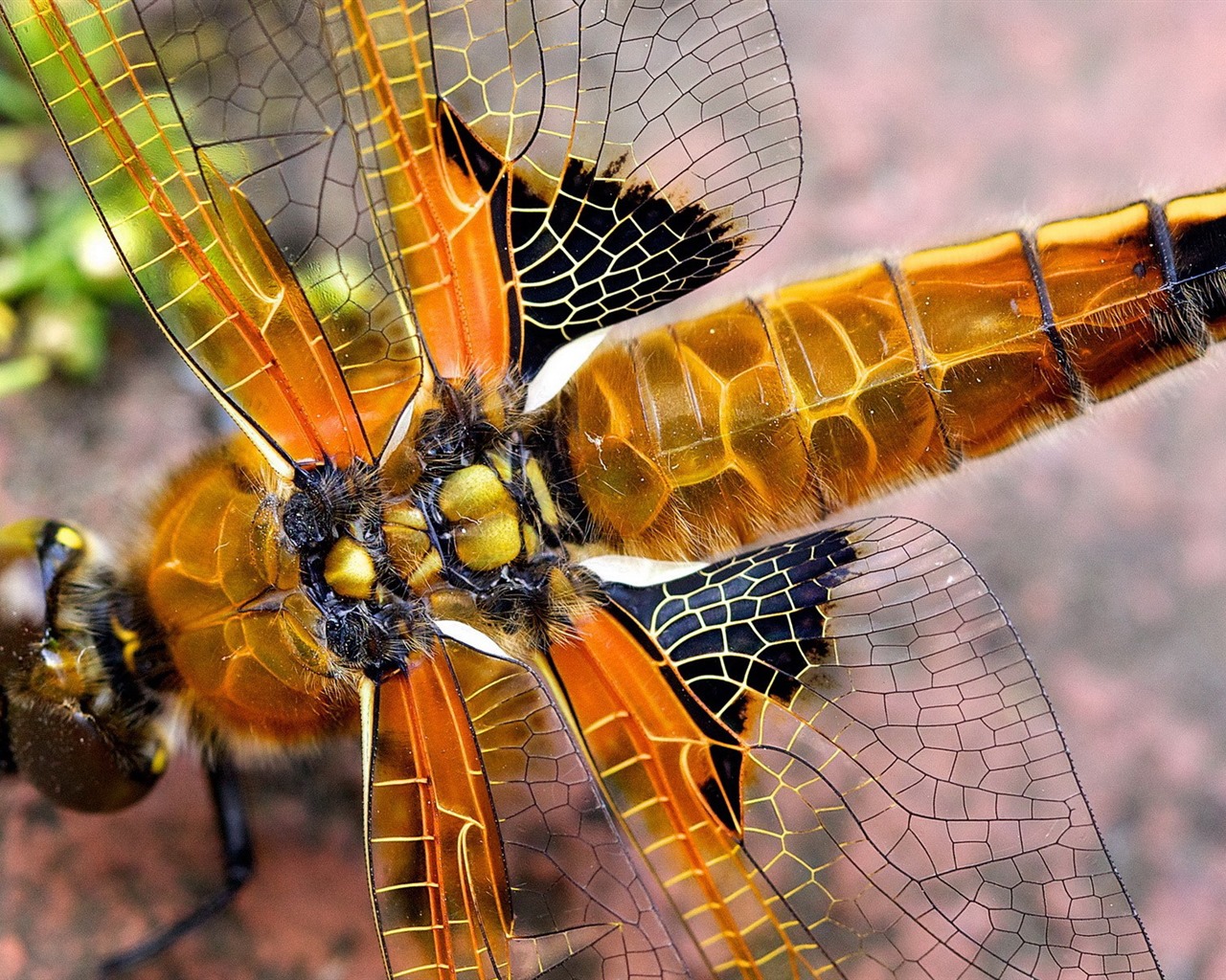 Insecte close-up, fonds d'écran HD libellule #4 - 1280x1024