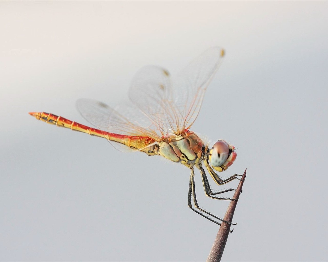 Insecte close-up, fonds d'écran HD libellule #6 - 1280x1024