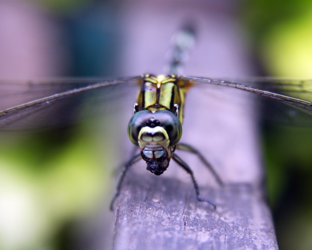 Insecte close-up, fonds d'écran HD libellule #8 - 1280x1024