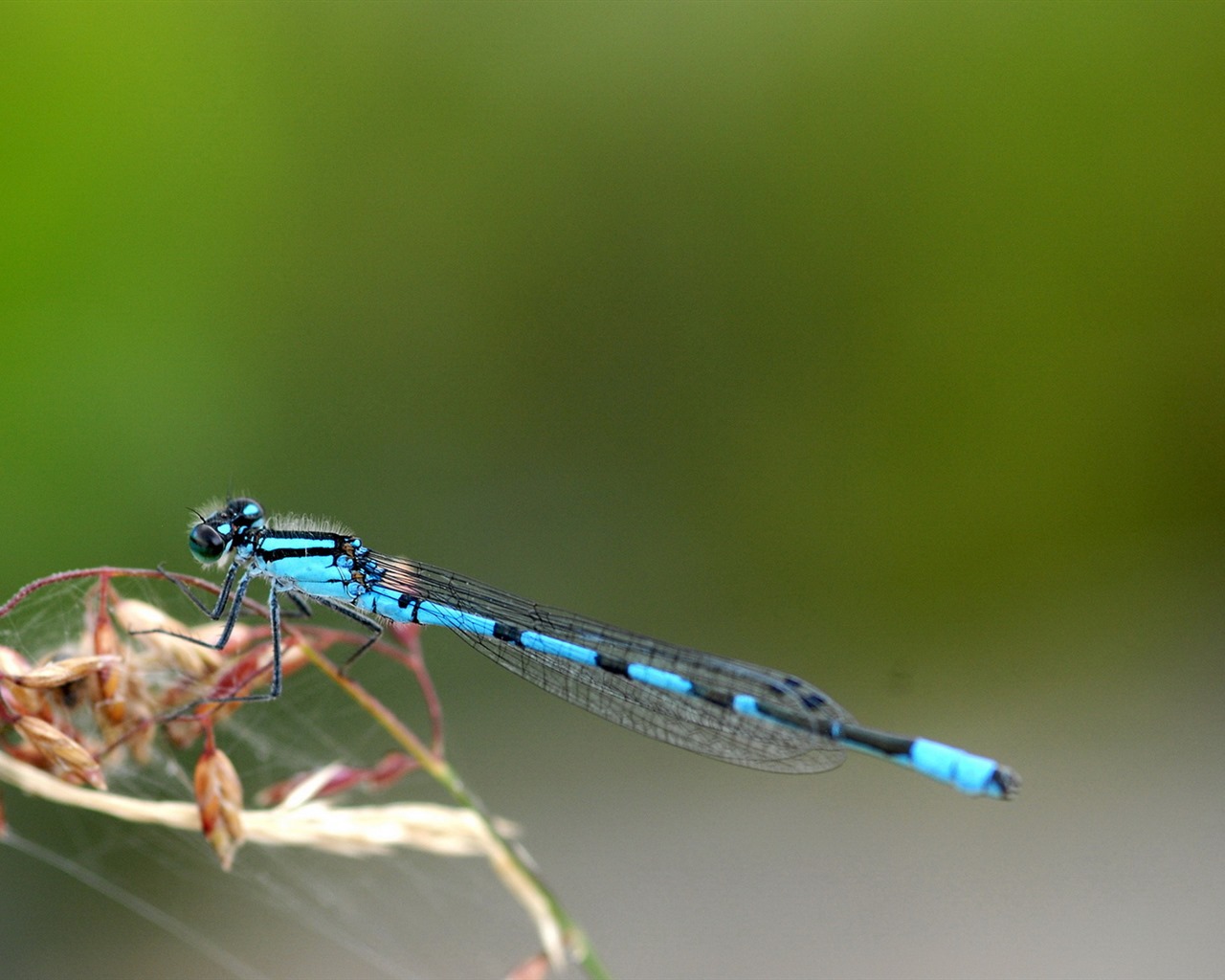 Insect close-up, dragonfly HD wallpapers #24 - 1280x1024