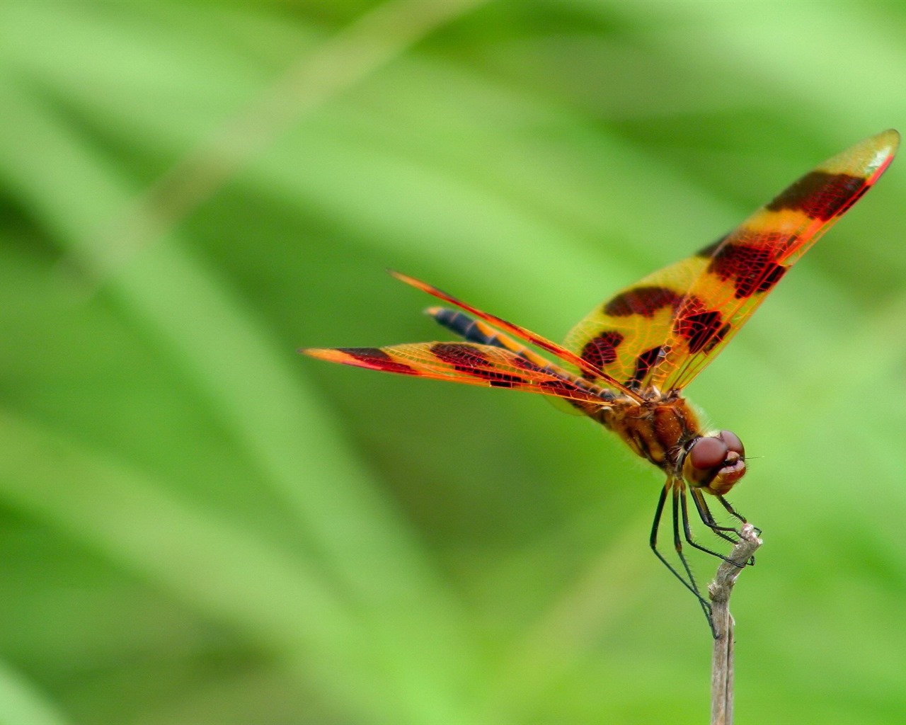 Insect close-up, dragonfly HD wallpapers #34 - 1280x1024