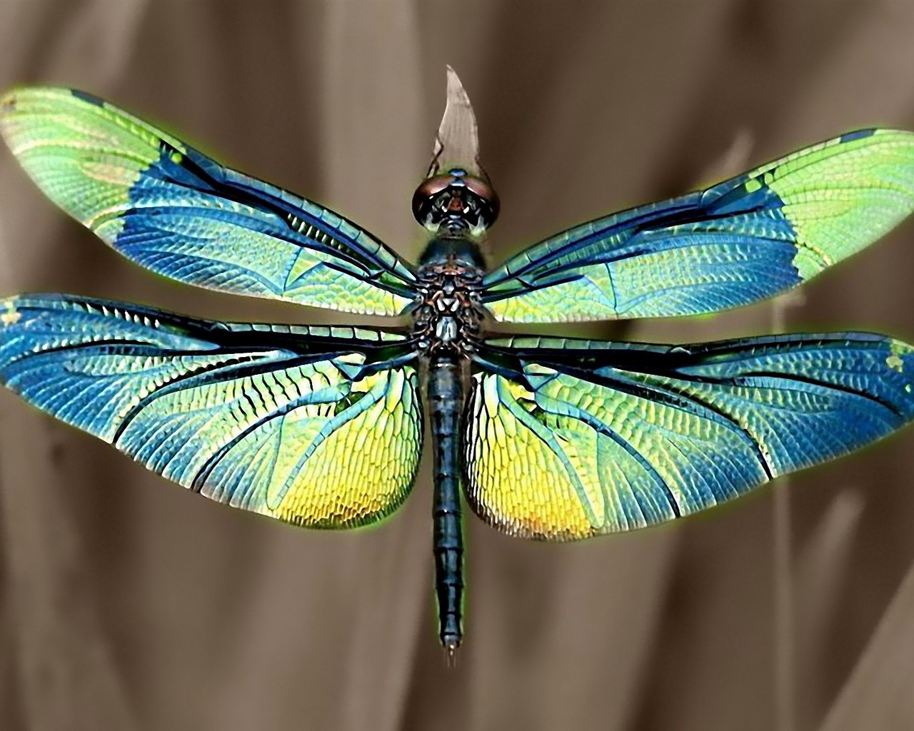 Insectos primer plano, fondos de pantalla de alta definición de la libélula #35 - 1280x1024