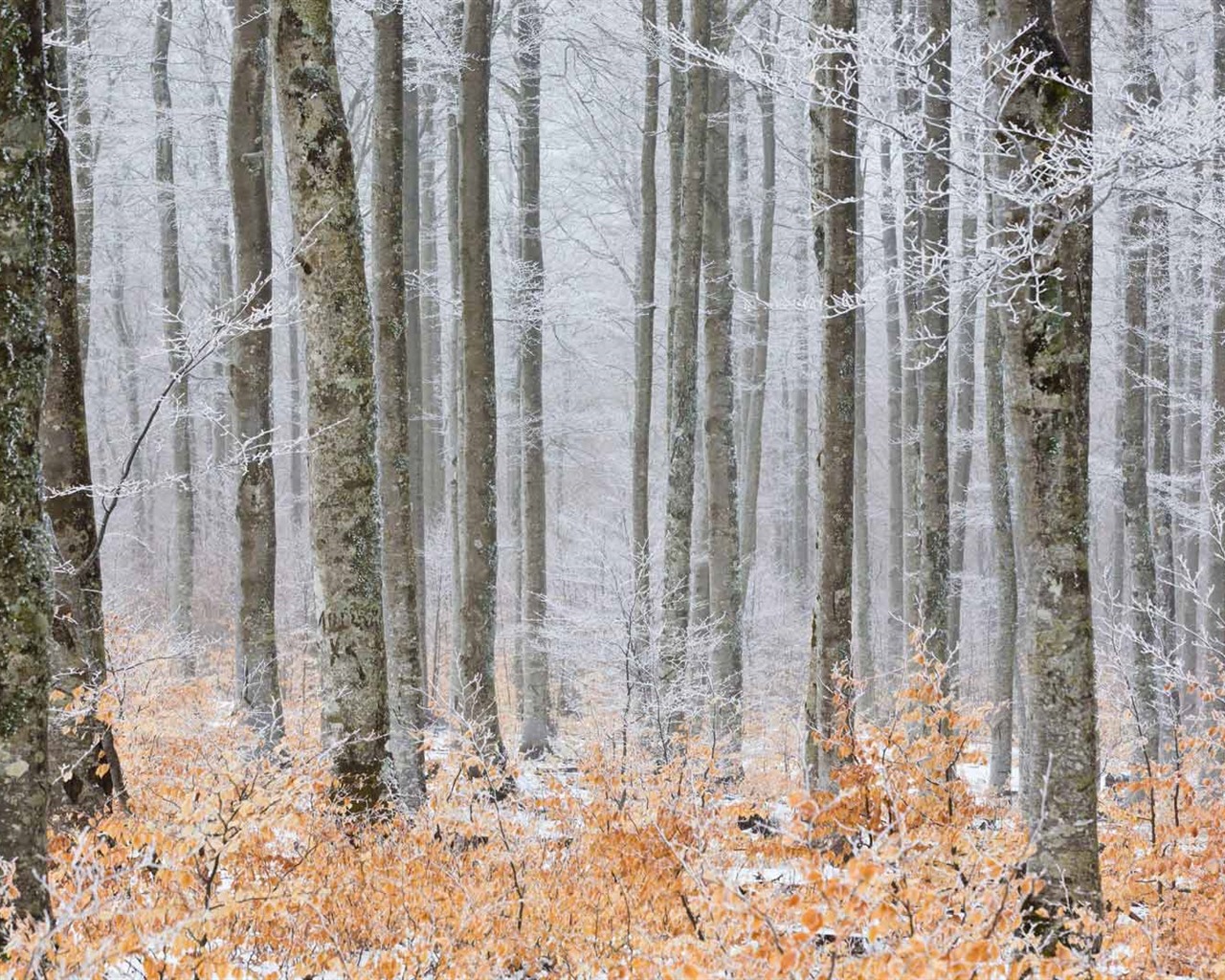 Février 2017 Thème Bing de fonds d'écran haute définition (1) #4 - 1280x1024