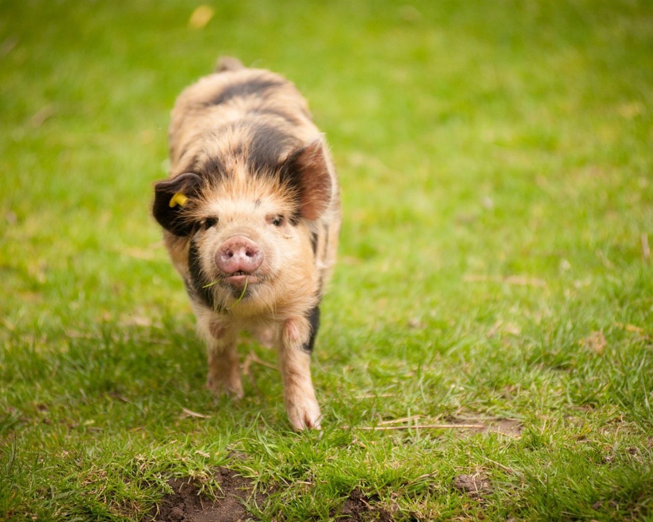 Свинья год о свиньи HD обои #12 - 1280x1024