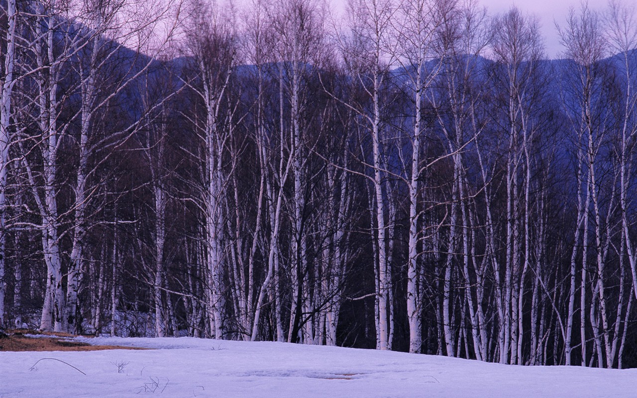 Sníh les tapety (1) #4 - 1280x800