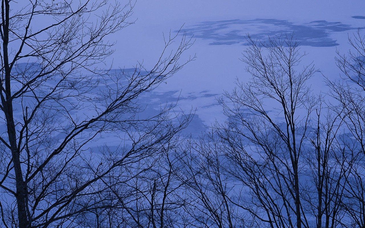 Snow forest wallpaper (1) #6 - 1280x800