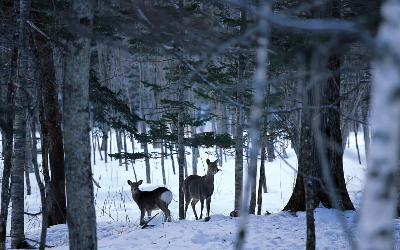 Snow forest wallpaper (1) #7 - 1280x800