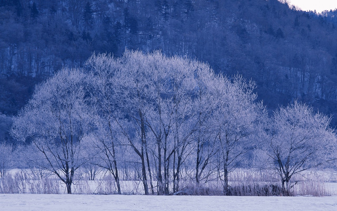 Sníh les tapety (1) #8 - 1280x800
