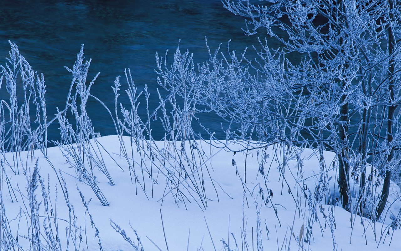 Sníh les tapety (1) #9 - 1280x800