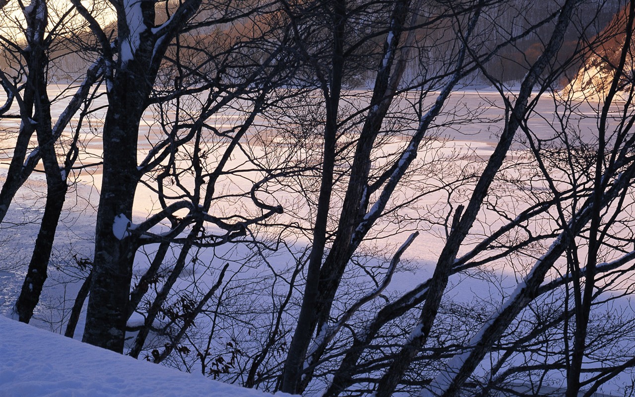 forêt, la neige fond d'écran (2) #2 - 1280x800