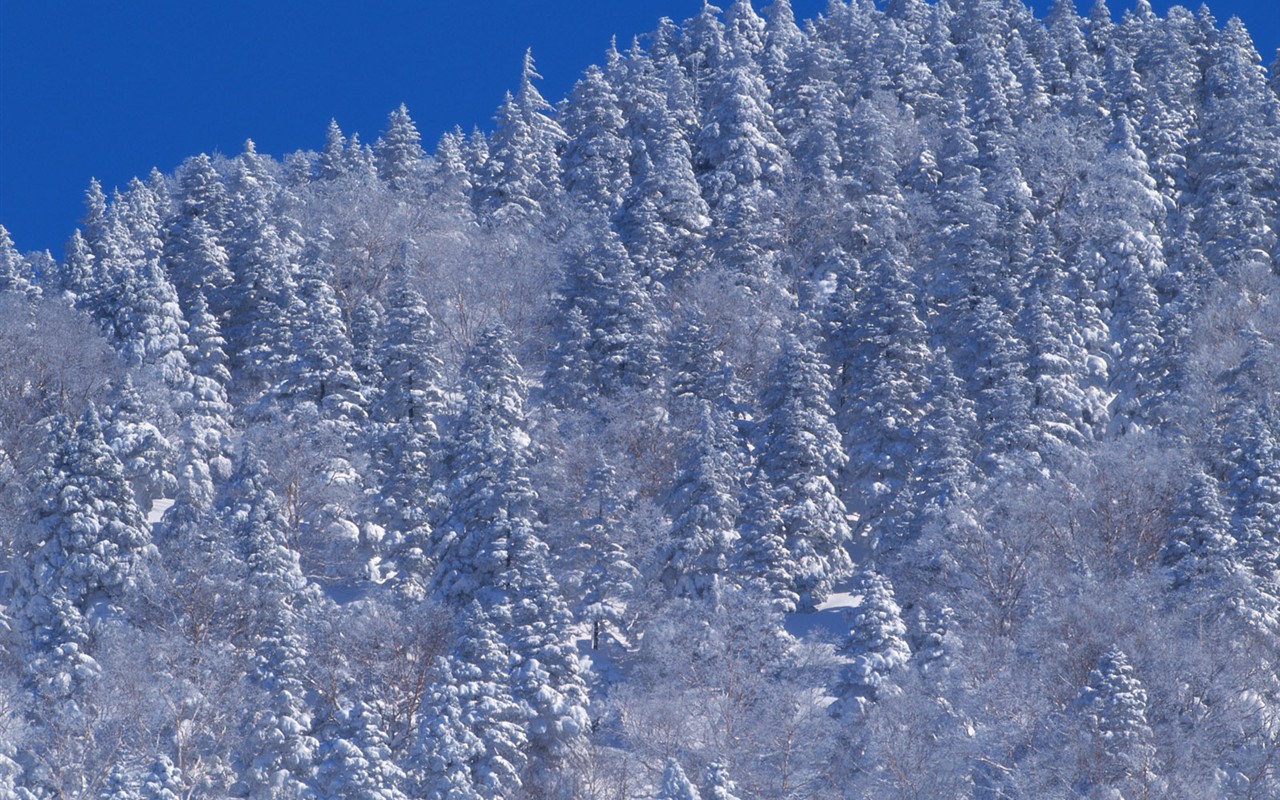 Снег лесной обои (2) #6 - 1280x800