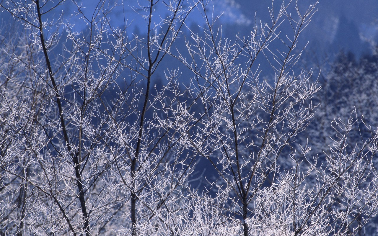 forêt, la neige fond d'écran (2) #10 - 1280x800