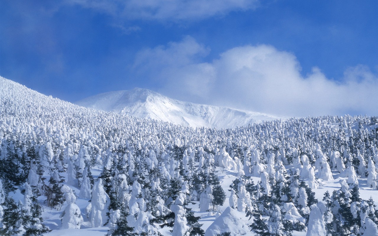 forêt, la neige fond d'écran (2) #14 - 1280x800