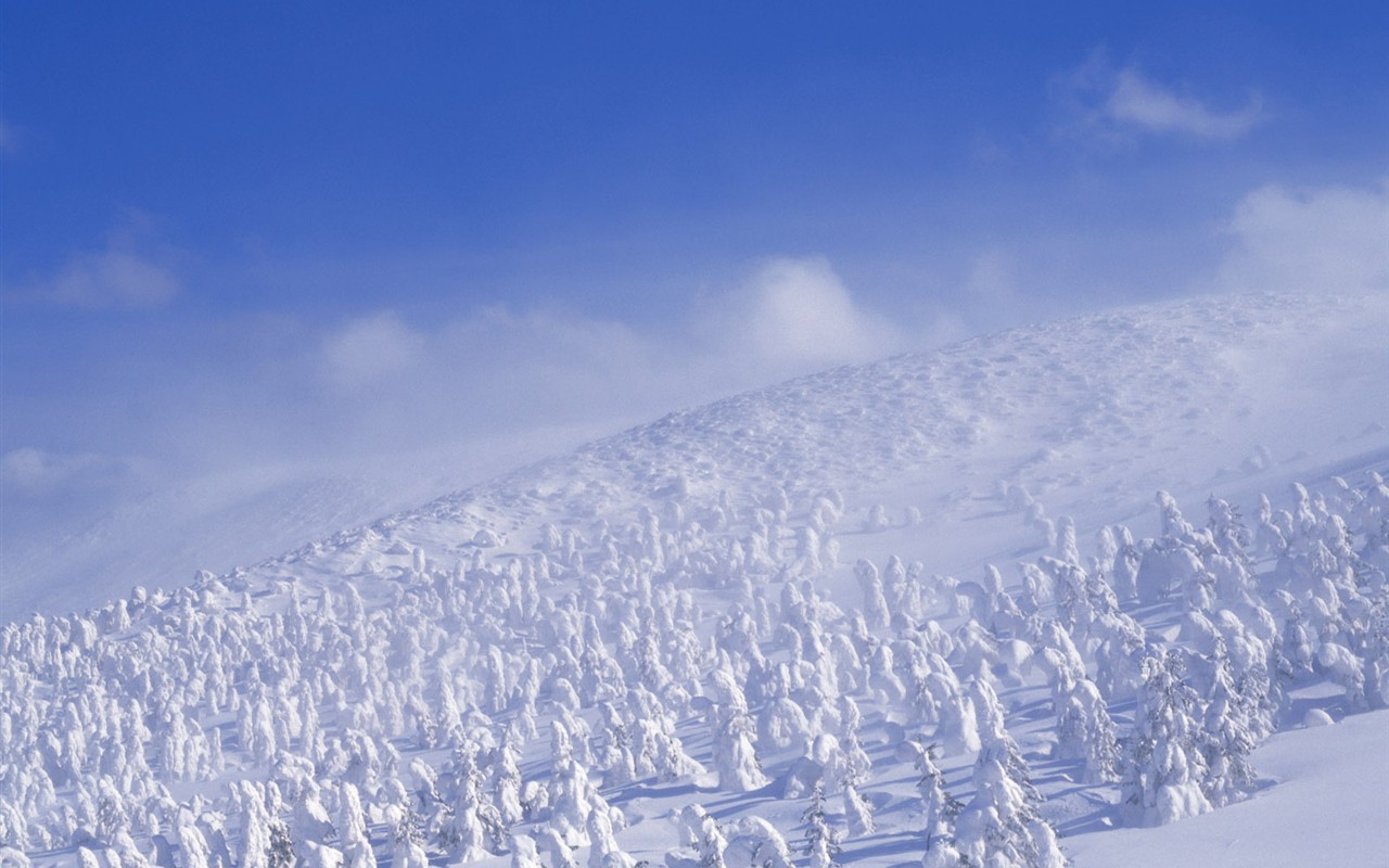 Snow forest wallpaper (2) #16 - 1280x800
