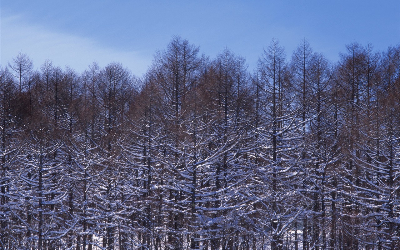 forêt, la neige fond d'écran (2) #17 - 1280x800