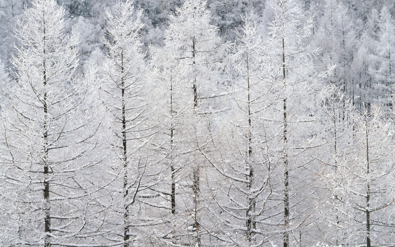 Снег лесной обои (2) #19 - 1280x800