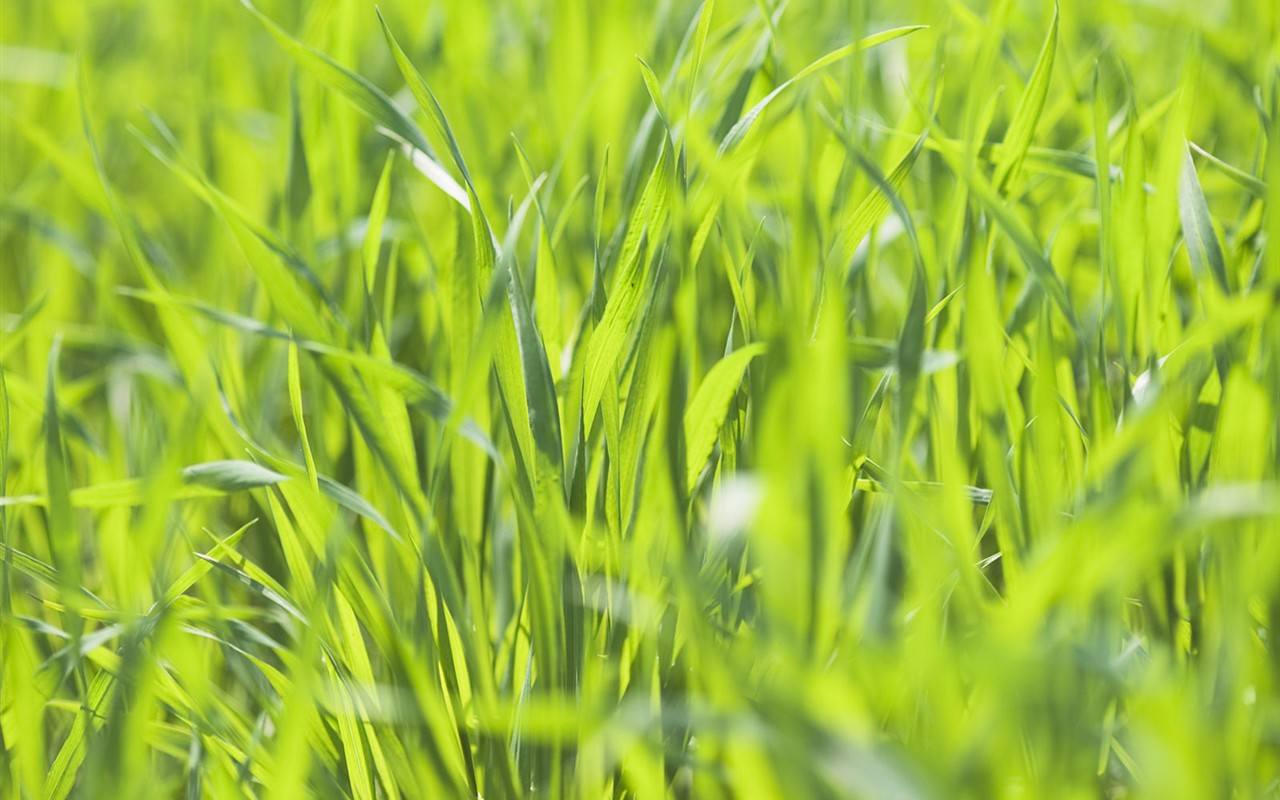 Green Grass fondo de pantalla (2) #2 - 1280x800