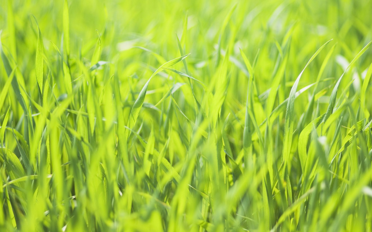 Green Grass wallpaper (2) #3 - 1280x800