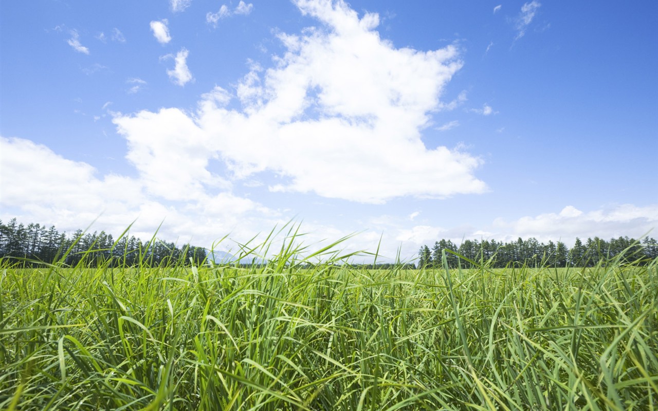 Green Grass wallpaper (2) #9 - 1280x800