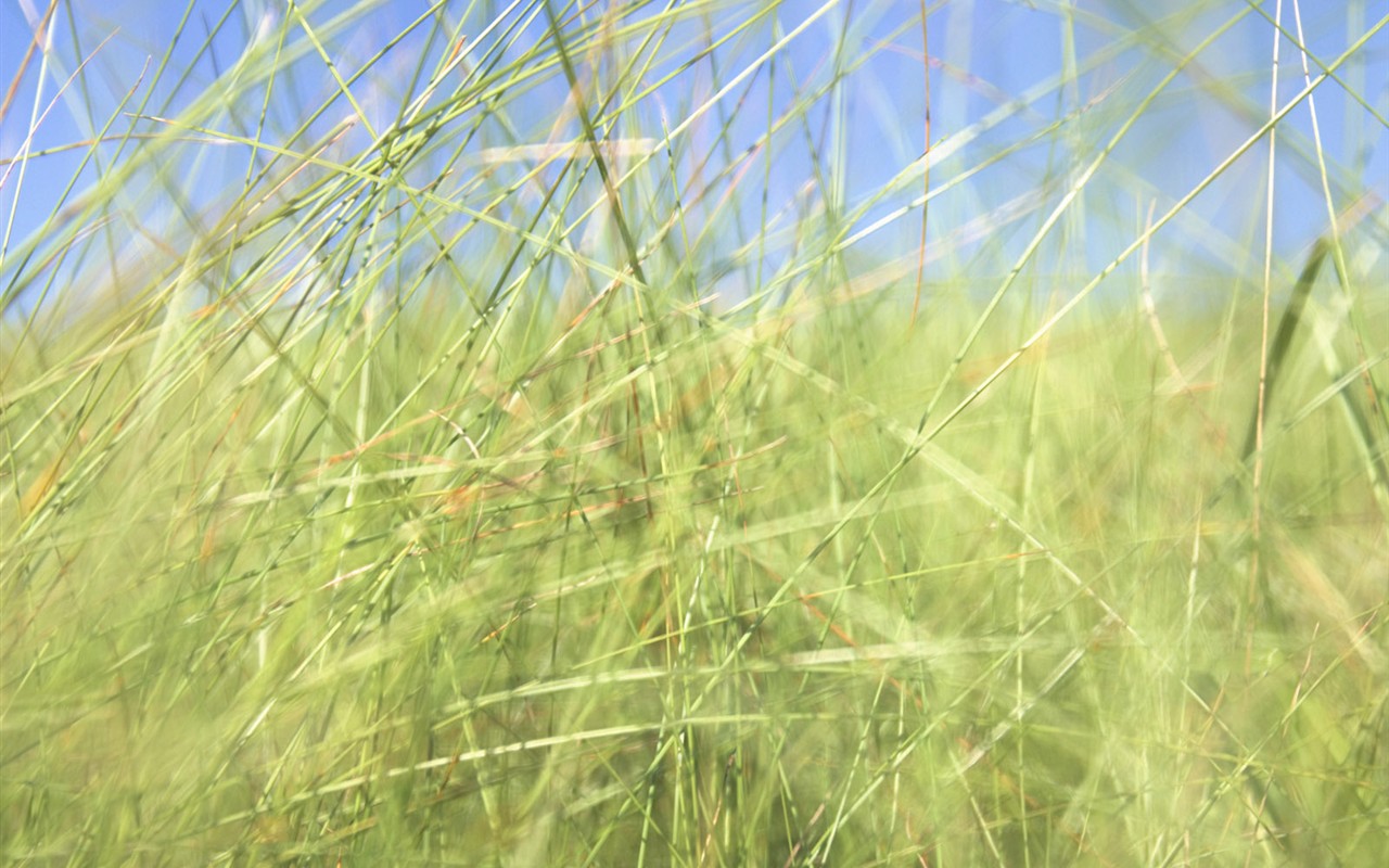 Green Grass обои (2) #12 - 1280x800