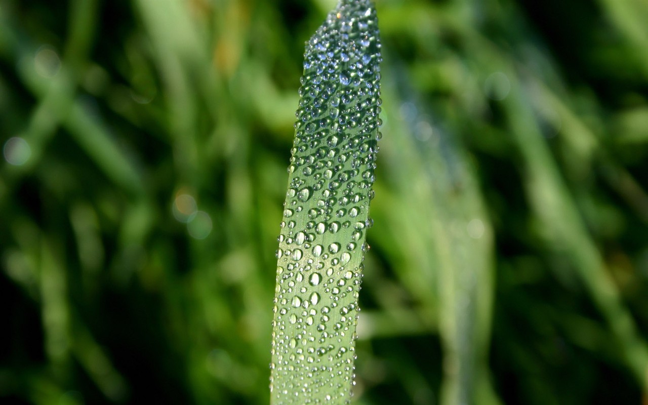 Vista 植物壁纸(一)7 - 1280x800