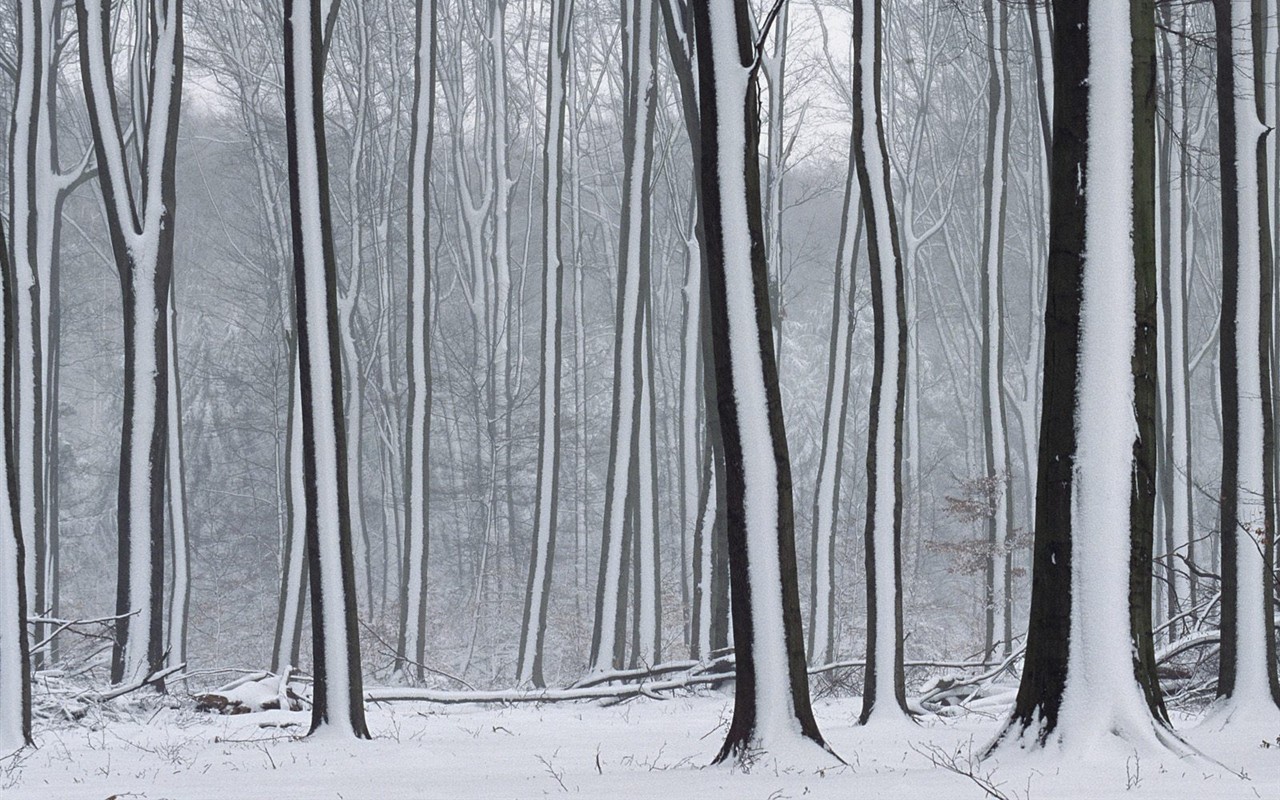 Sníh lesa tapetu (3) #13 - 1280x800