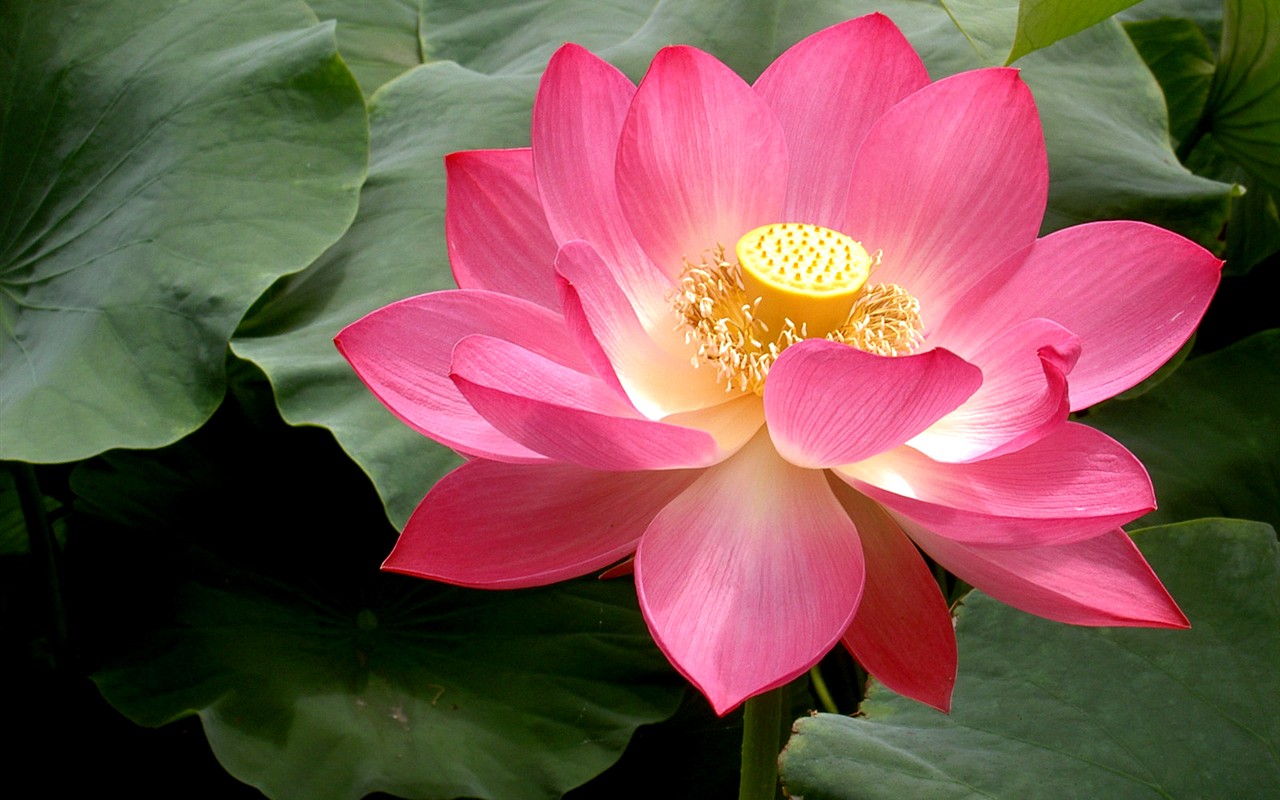 Beau fond d'écran de lotus #25 - 1280x800