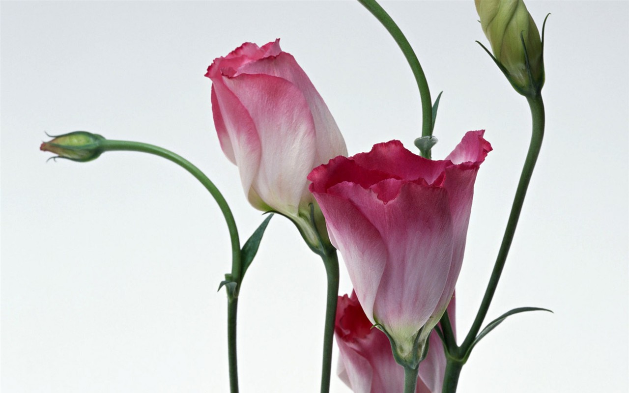 Flower Hintergrundbilder Selection (1) #2 - 1280x800