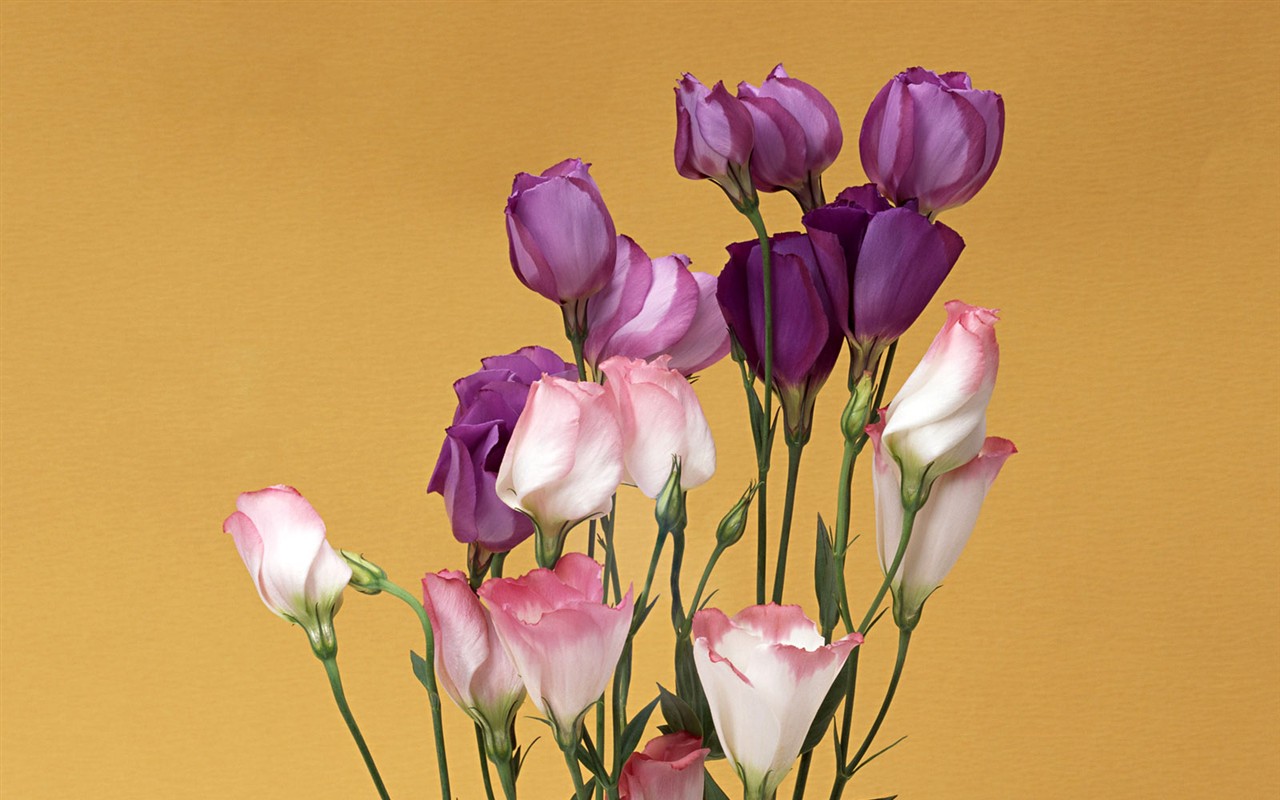 Flower Hintergrundbilder Selection (1) #3 - 1280x800