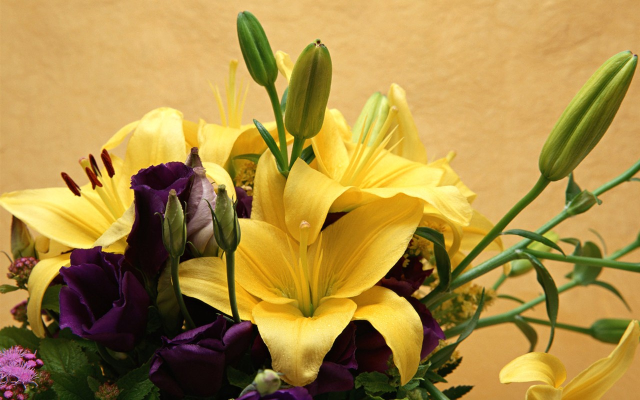 Květ Tapety na plochu výběr (1) #10 - 1280x800