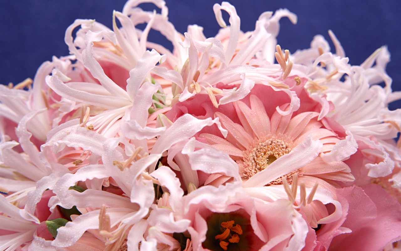 Flower Hintergrundbilder Selection (1) #14 - 1280x800