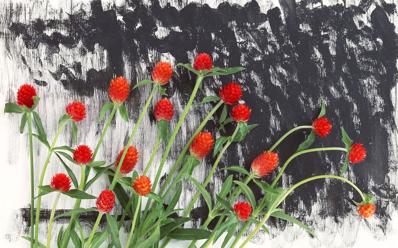 Flower Hintergrundbilder Selection (1) #16 - 1280x800