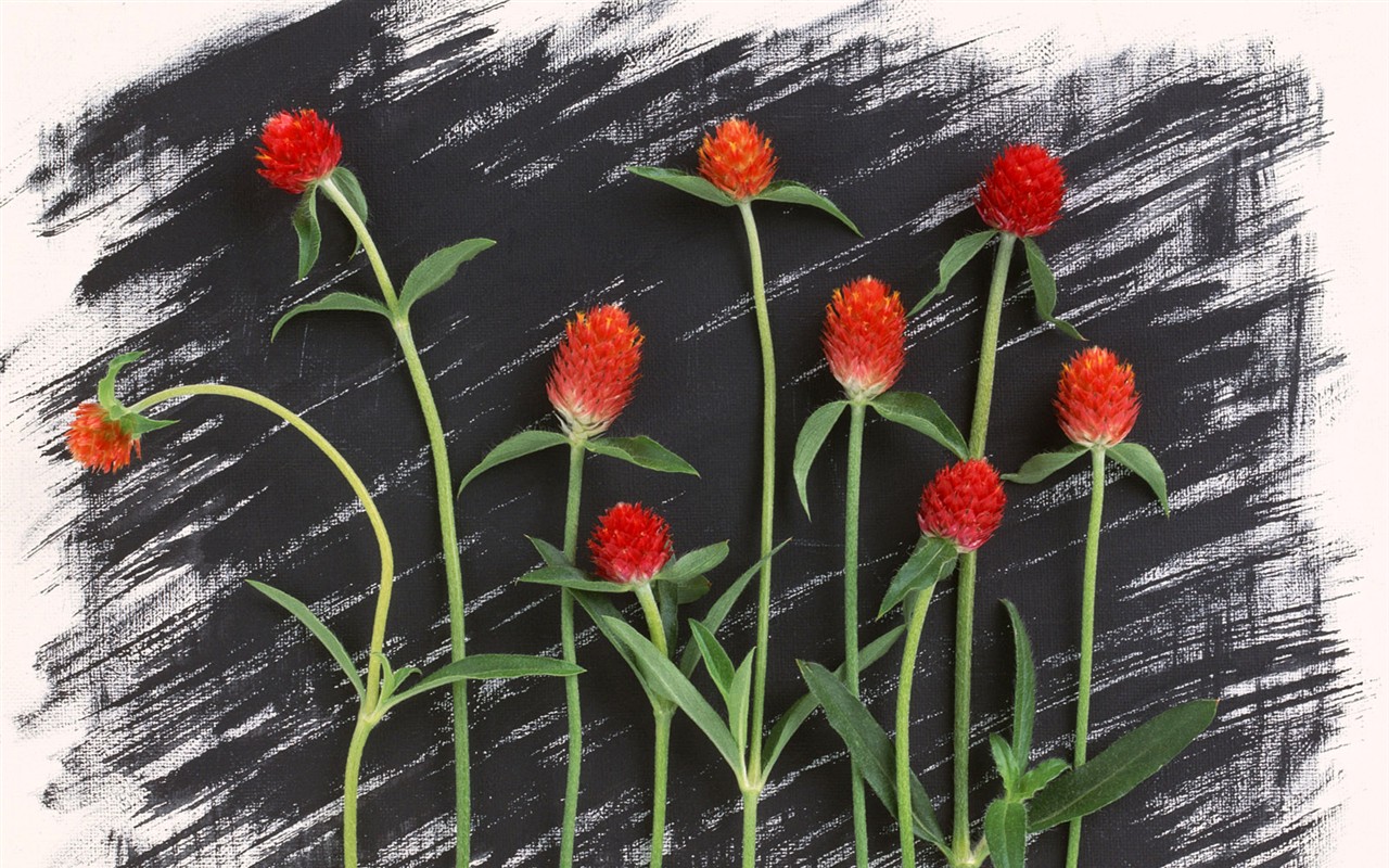 Flower Hintergrundbilder Selection (1) #17 - 1280x800